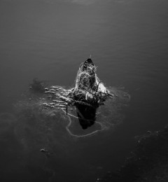lago_lesina_16