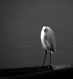 lago_lesina_19