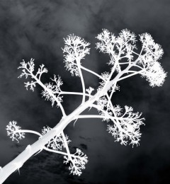 Pineto-27mi