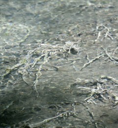 Lavinio-06