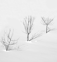 IMG_5446okbncr1
