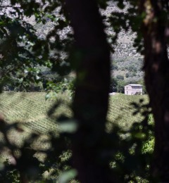 Pietrantonj-06